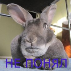 Пажилая Рокета